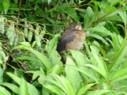 oiseaux_et_poules_20211127_1544608550